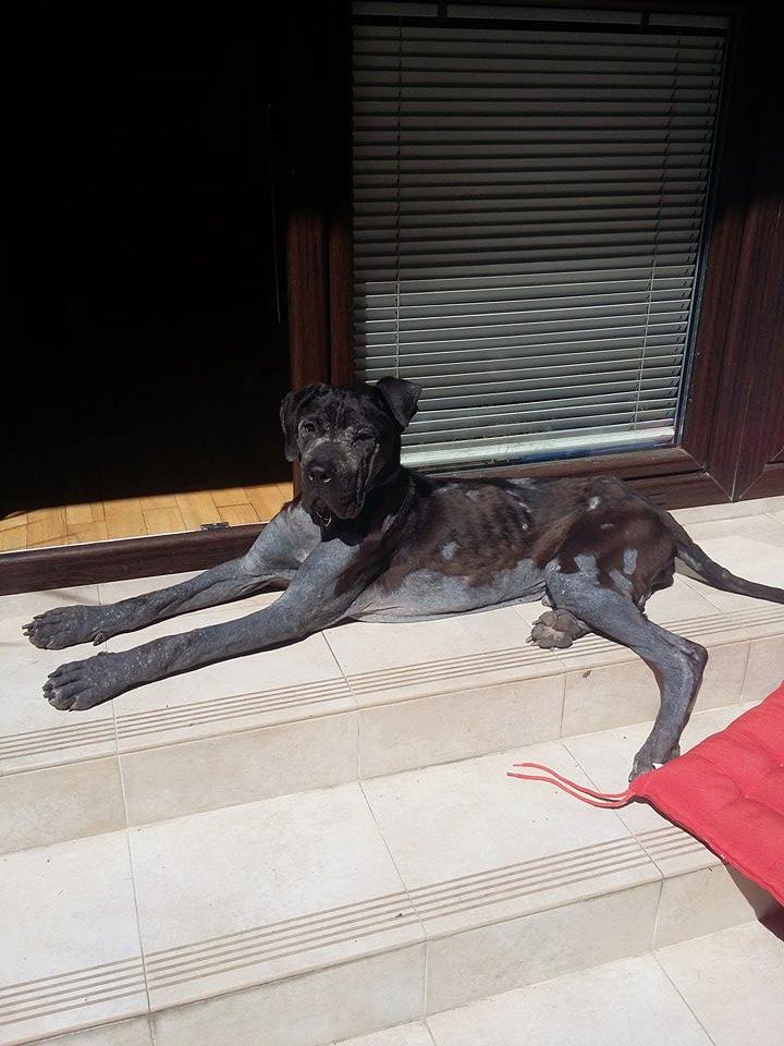 Maxi śle Wam wszystkim buziaki lizaki za wsparcie i ogromne podziękowania za przesłane pieniążki na jego leczenie <3